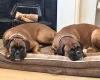 Boxer