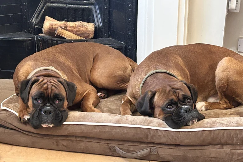 Boxer