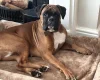 Boxer