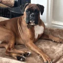 Boxer
