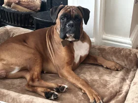 Boxer