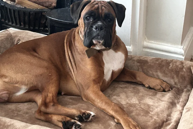 Boxer