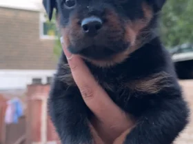 Rottweiler