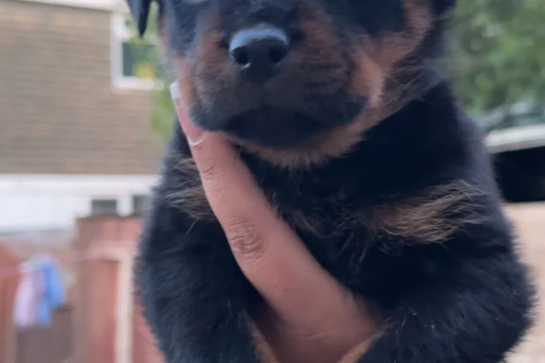 Rottweiler