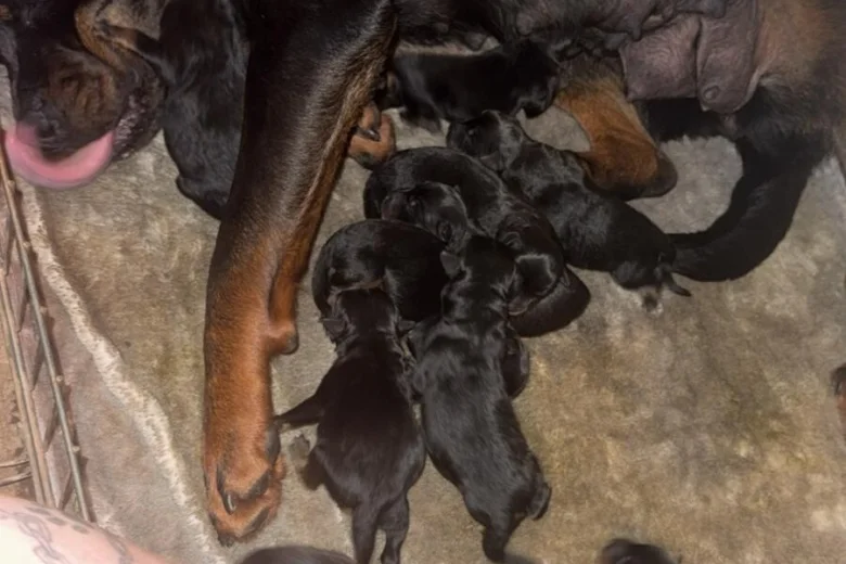 Rottweiler