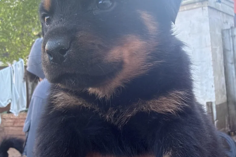 Rottweiler