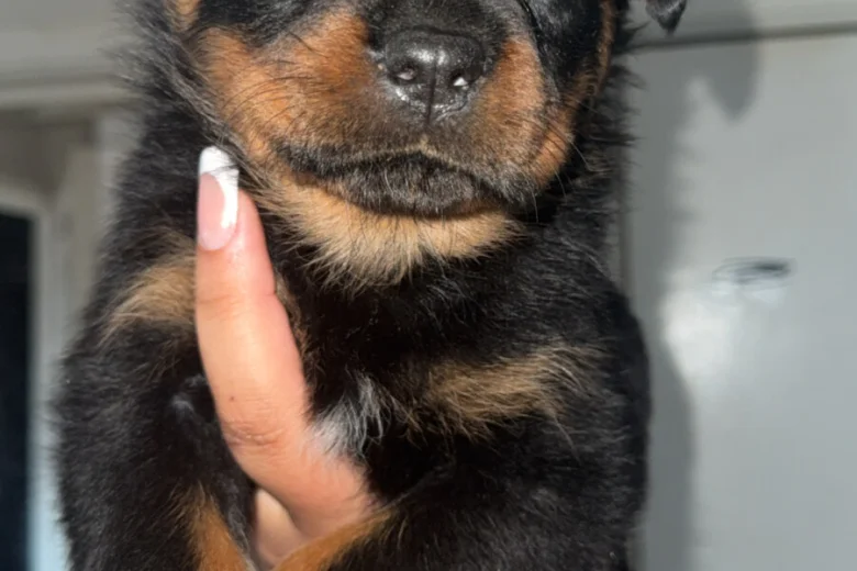 Rottweiler