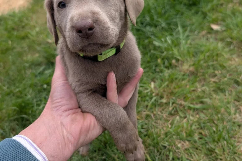 Labrador Retriever