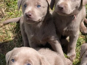 Labrador Retriever