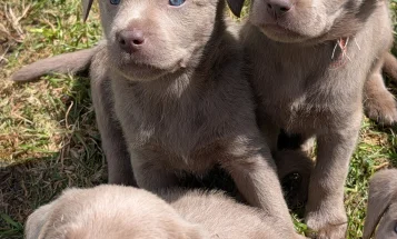 Labrador Retriever