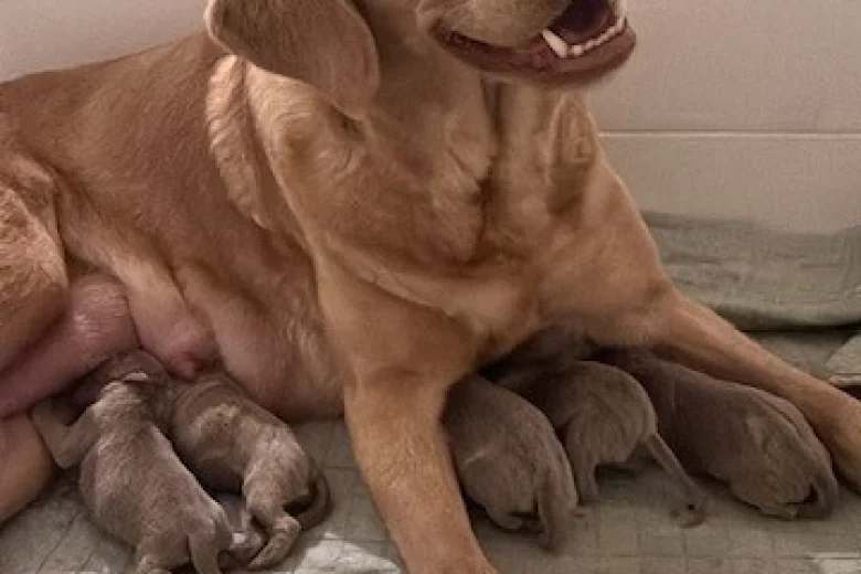 Labrador Retriever