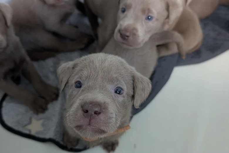Labrador Retriever