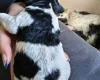 Springador
