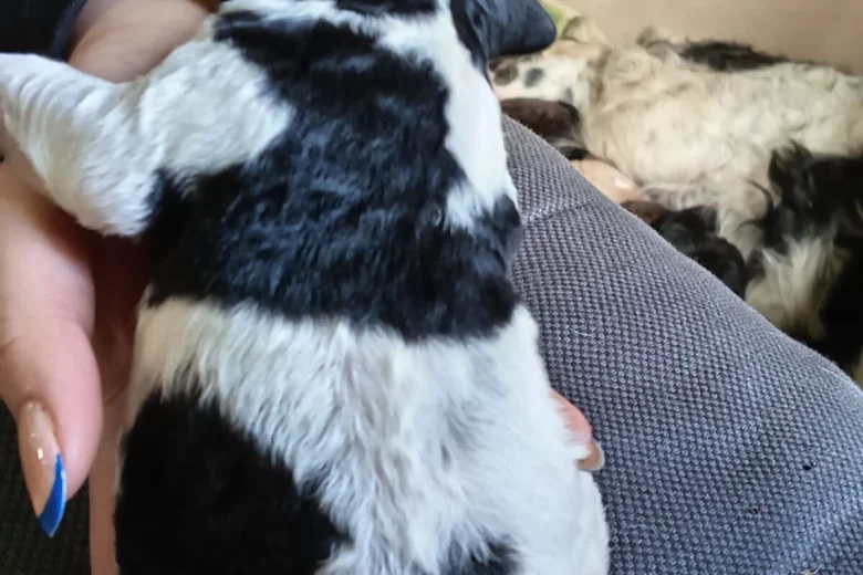 Springador