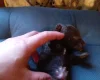 Springador
