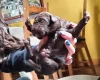 Springador