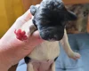 Springador