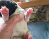 Springador