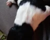 Springador