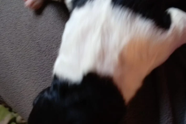 Springador