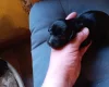 Springador