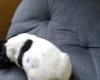 Springador