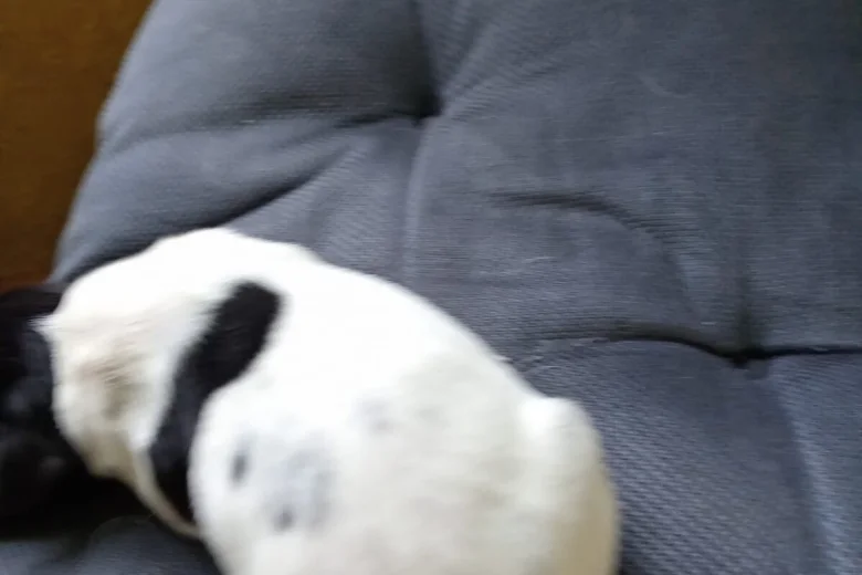 Springador