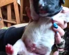 Springador