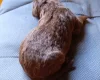 Springador
