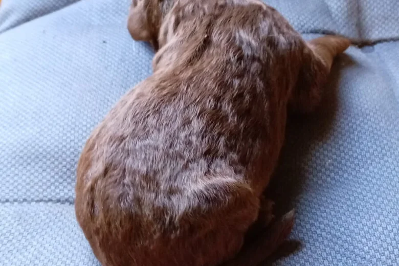 Springador