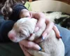 Springador