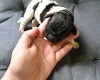 Springador