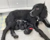Sprocker Spaniel