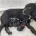 Sprocker Spaniel