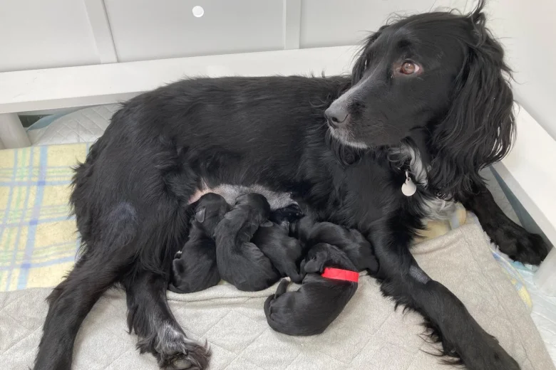 Sprocker Spaniel