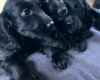 Sprocker Spaniel