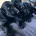 Sprocker Spaniel