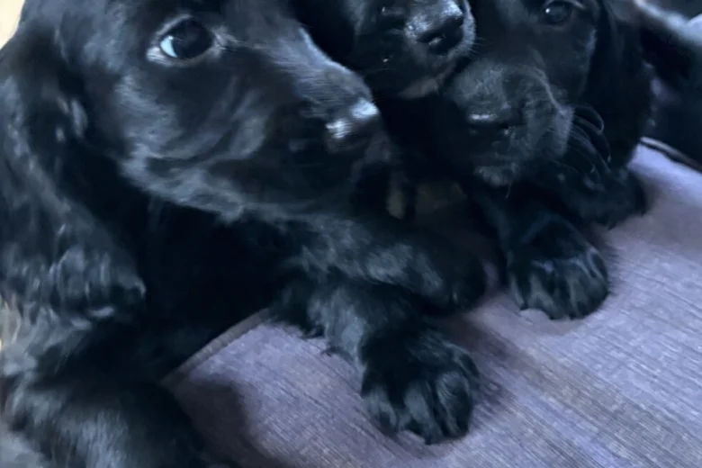 Sprocker Spaniel