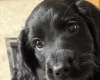 Sprocker Spaniel