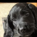 Sprocker Spaniel