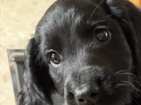 Sprocker Spaniel