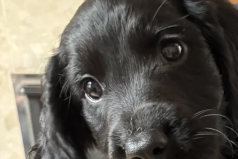 Sprocker Spaniel