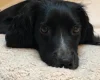 Sprocker Spaniel