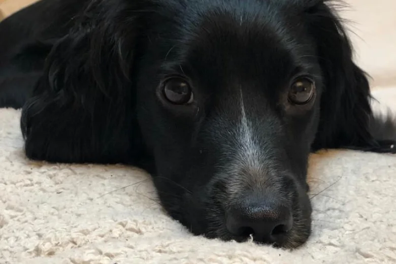 Sprocker Spaniel