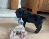 Sprocker Spaniel