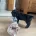 Sprocker Spaniel