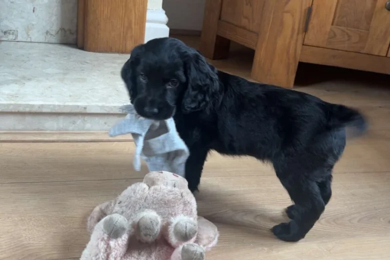 Sprocker Spaniel