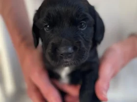 Sprocker Spaniel