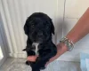 Sprocker Spaniel