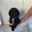 Sprocker Spaniel